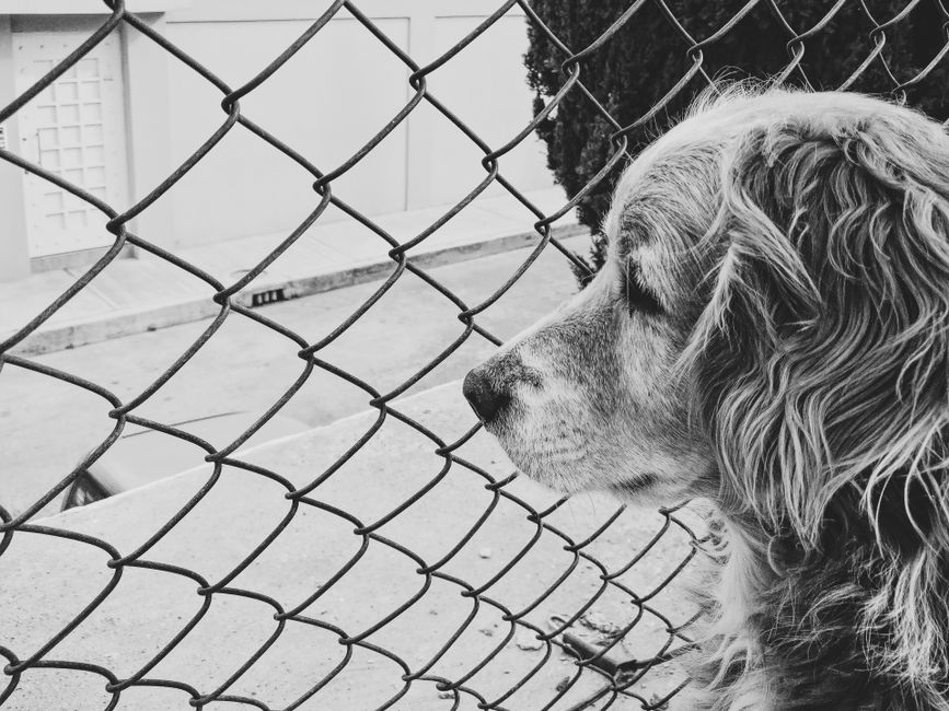 Picture for What Golden Retrievers Can Teach Us About Human Anxiety