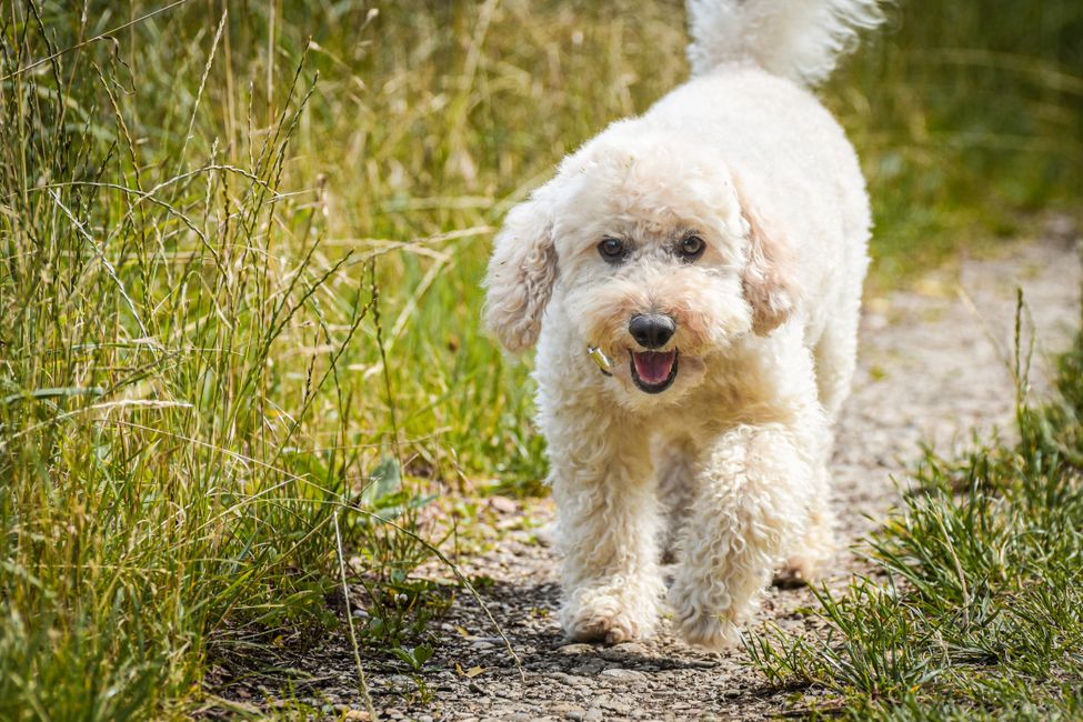 A cute poodle running happily down a grassy path in the sunshine.