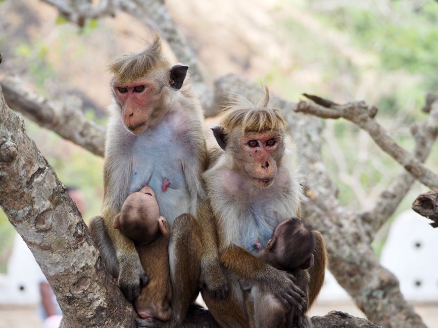 Picture for Macaque mothers grieve differently than humans, study finds