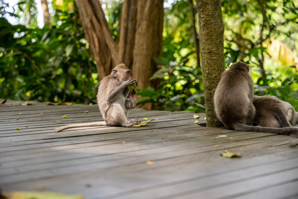 macaque in natural habitat