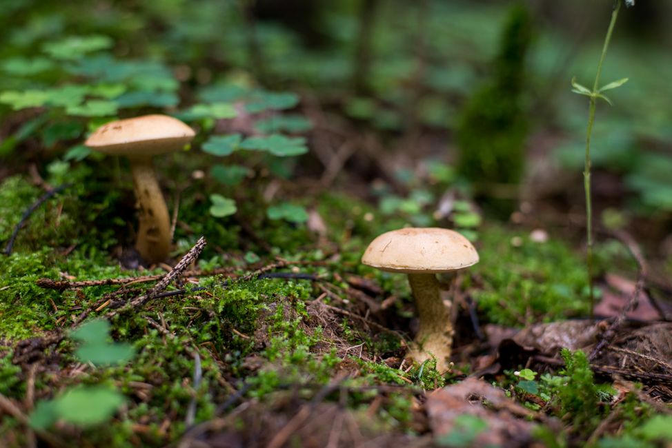 Picture for Mushroom linked to century-old reports of seeing tiny humans