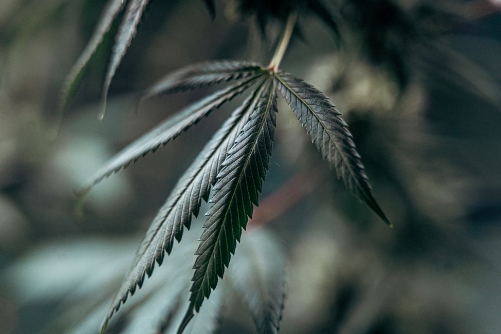 cannabis leaf soft light