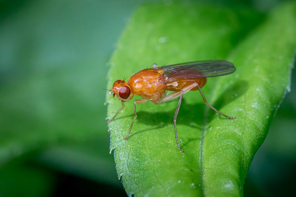 Picture for Fruit fly brain map reveals how intelligence works without a central command