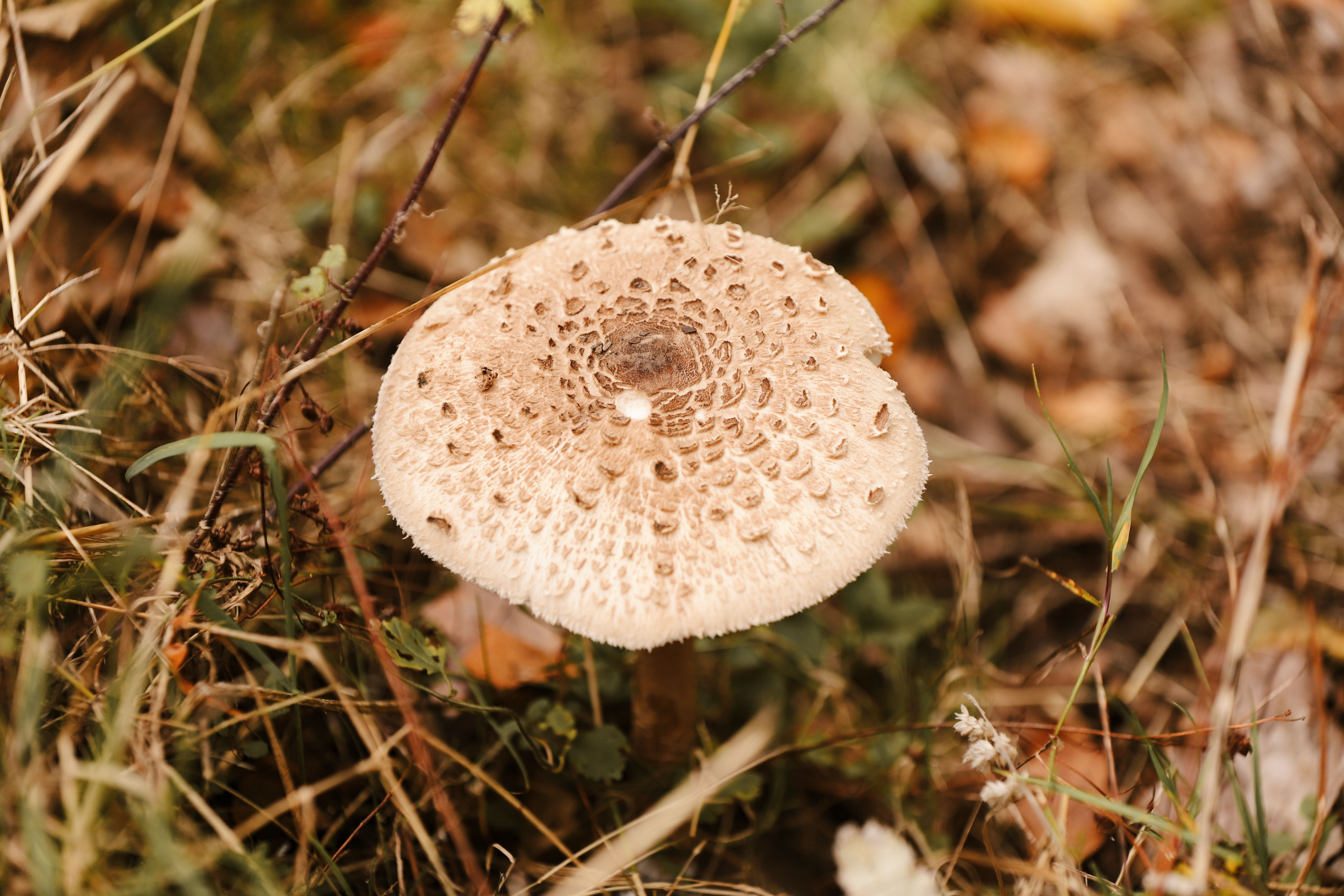 forest mushroom growing wild