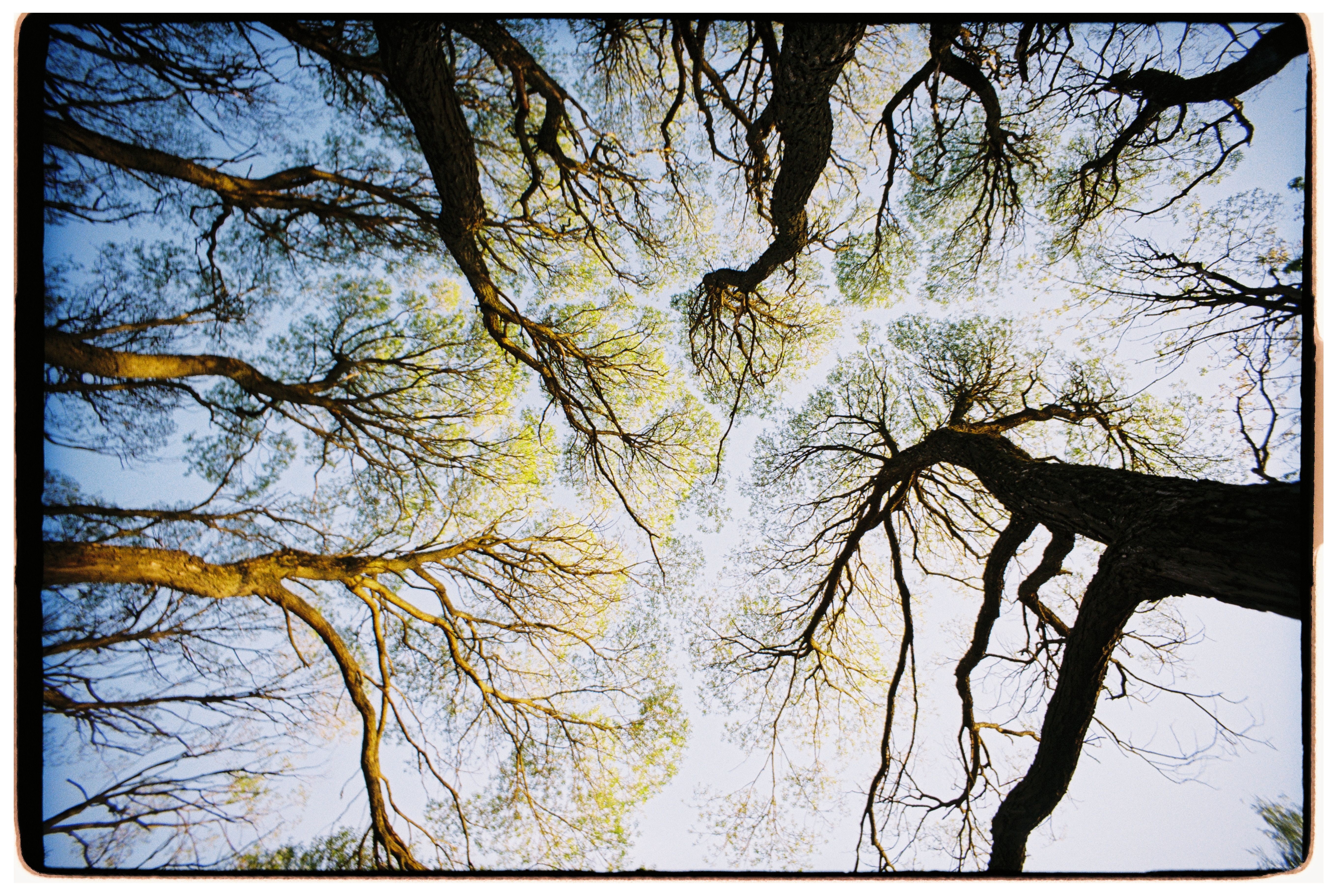 tree branches connecting overhead