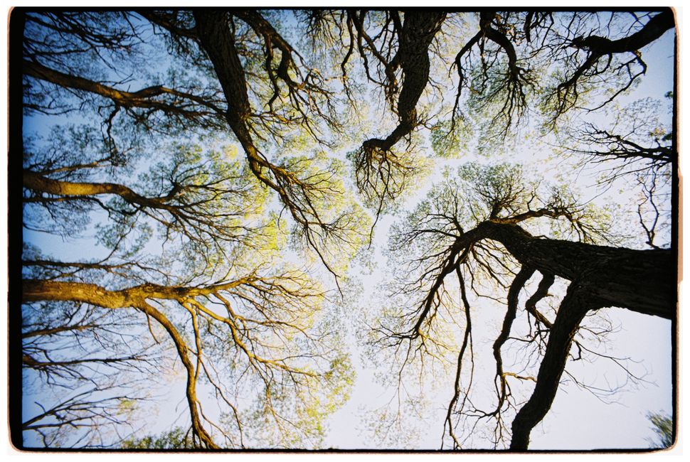 tree branches connecting overhead