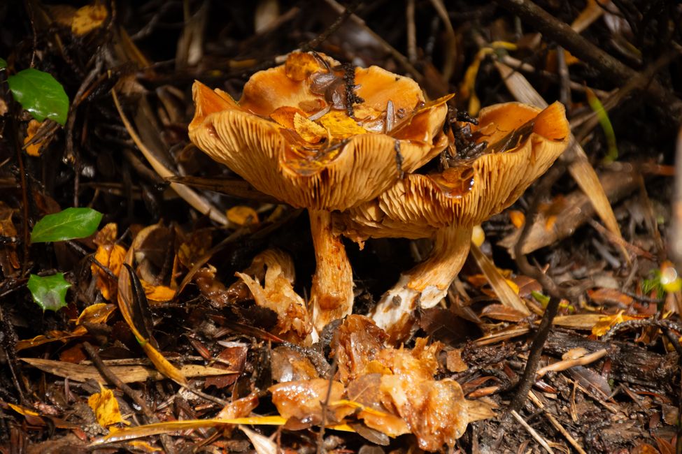 Picture for Why people with eating disorders report finding relief in cannabis and psychedelics