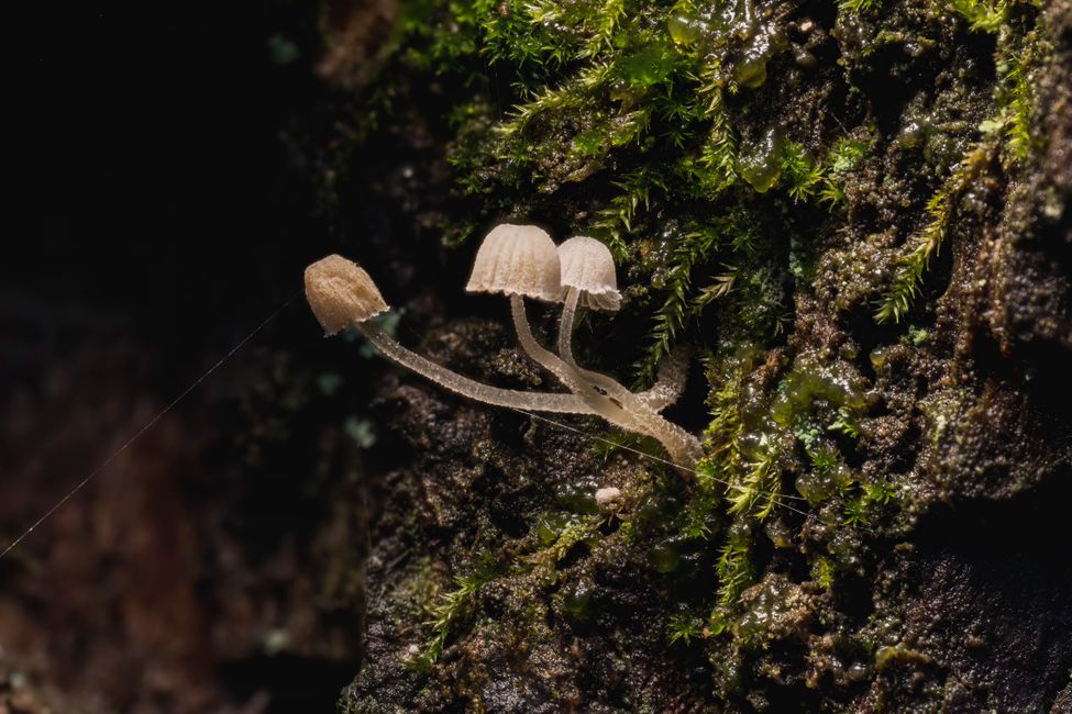 tiny figures mushroom illustration