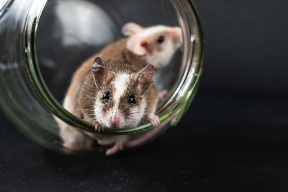 laboratory mice behavioral study