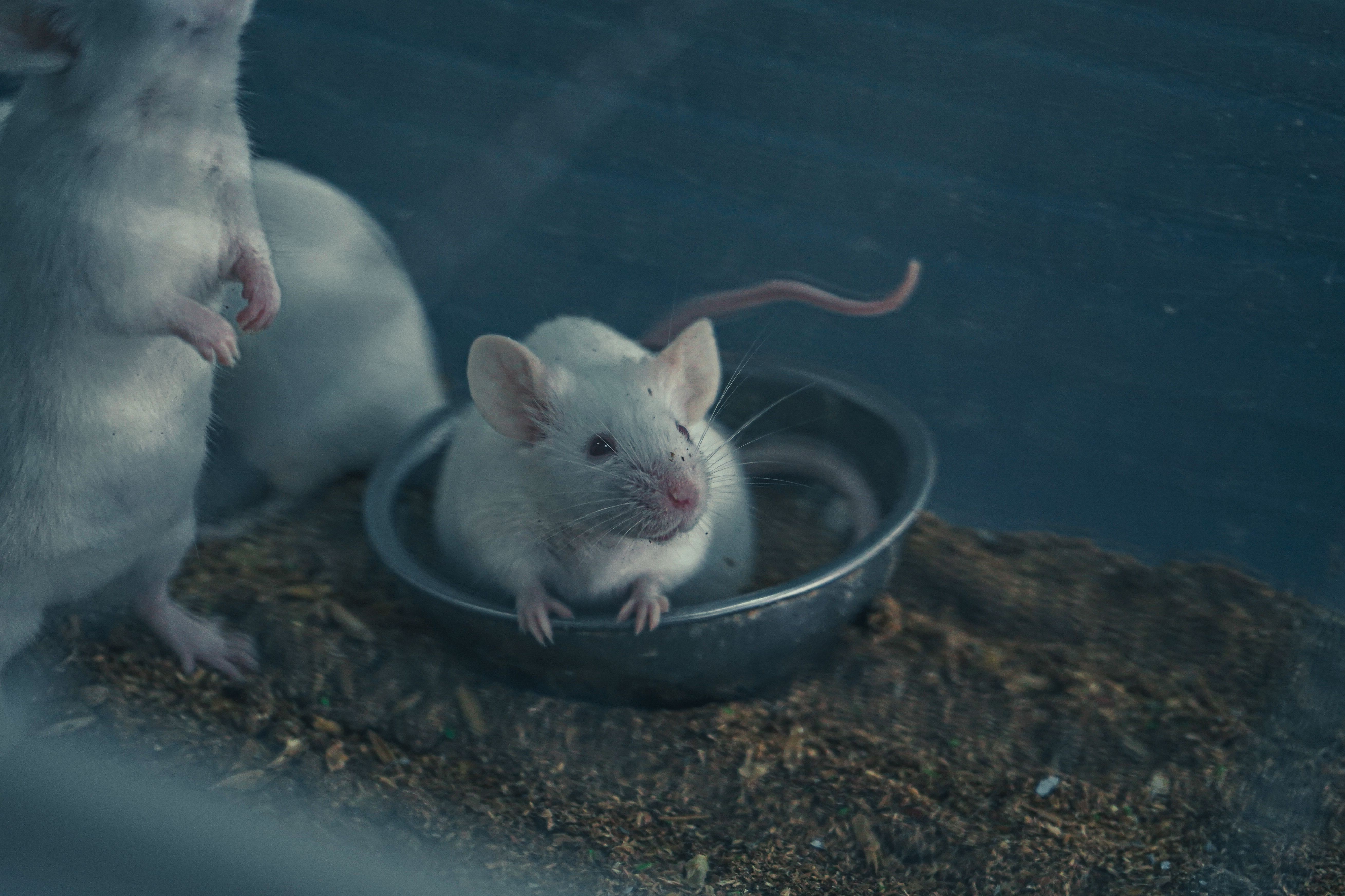 mouse in laboratory setting