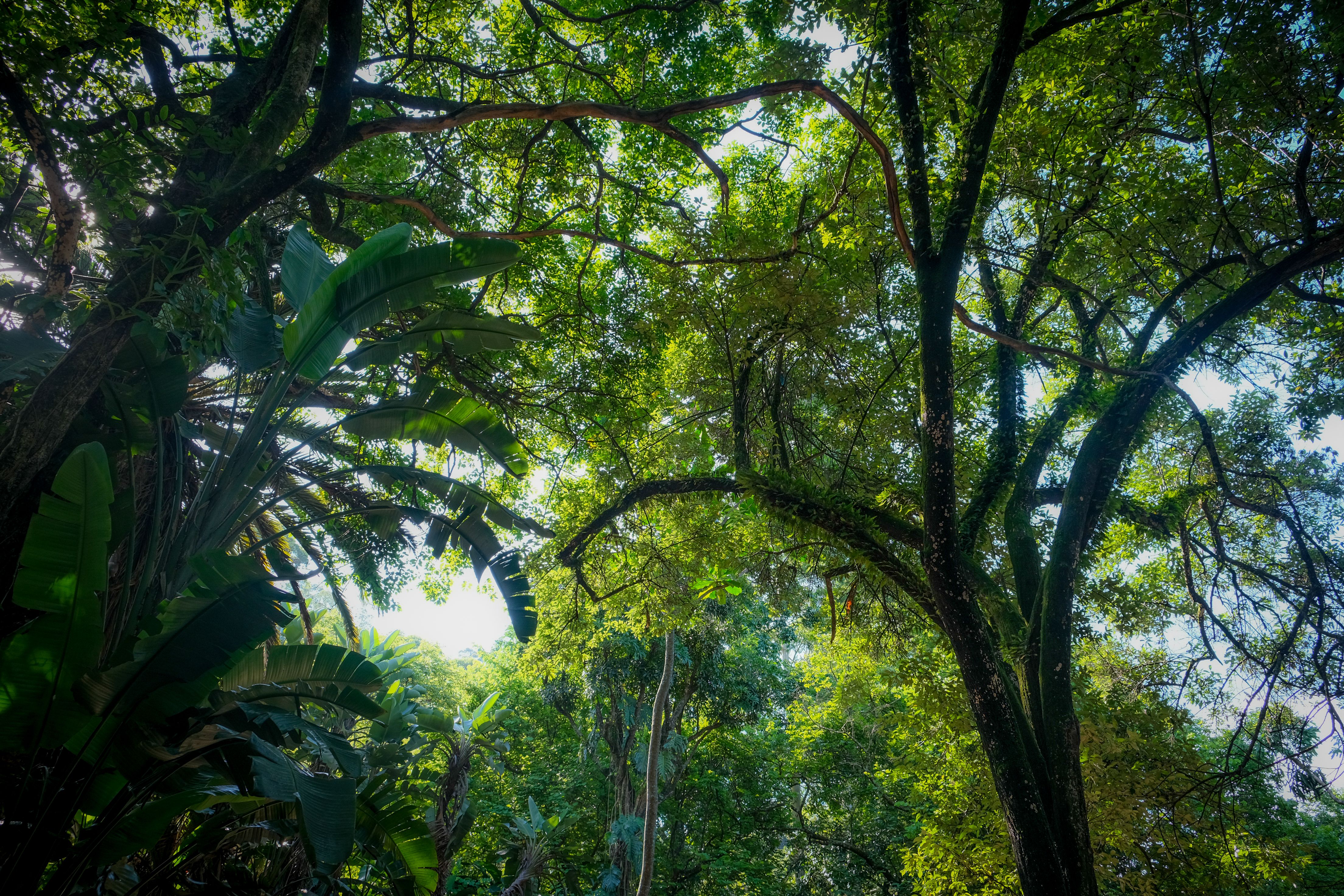 sunlight through forest canopy