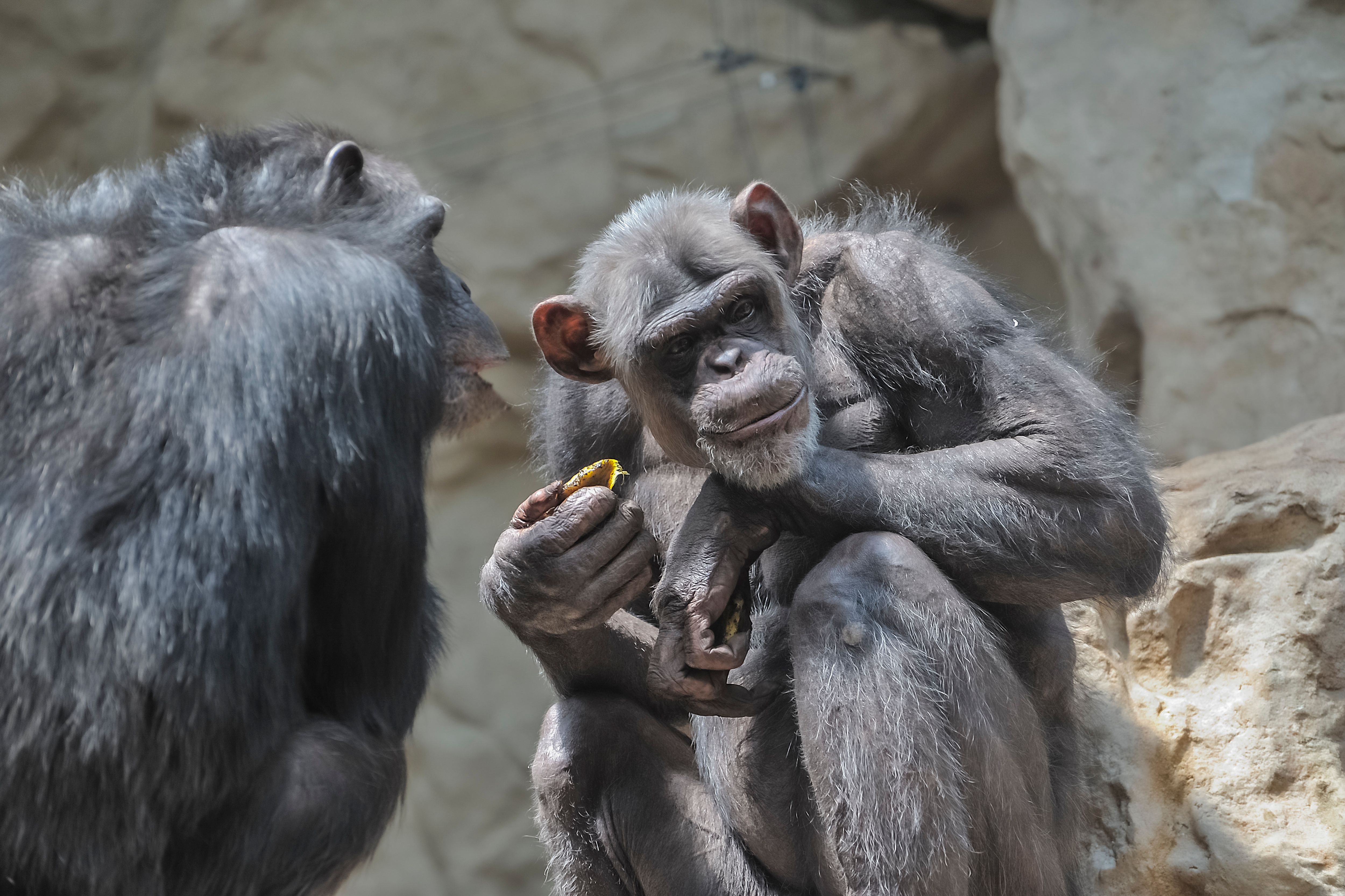 Picture for How Chimpanzee Calls Shed Light on the Mystery of Human Language