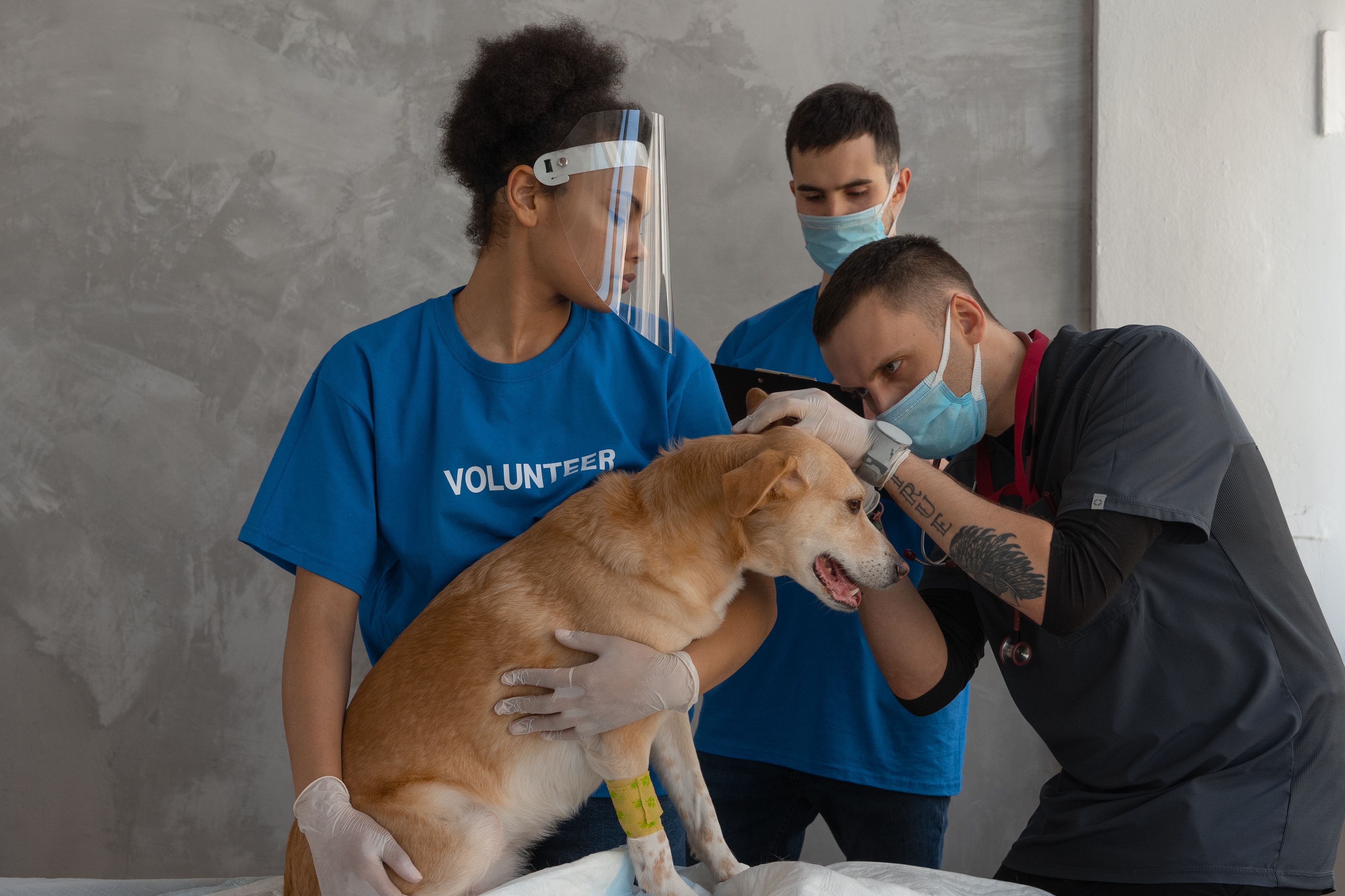 Veterinarian examining golden retriever