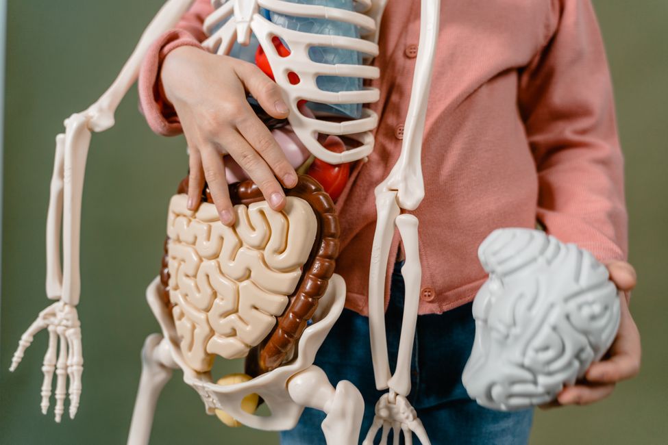 brain and body connection