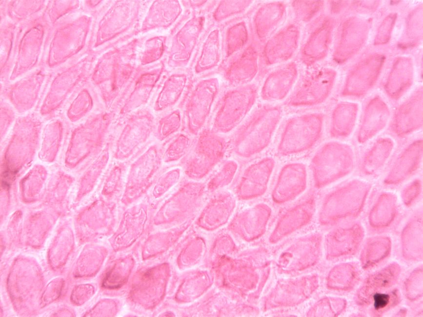 microscope view brain tissue
