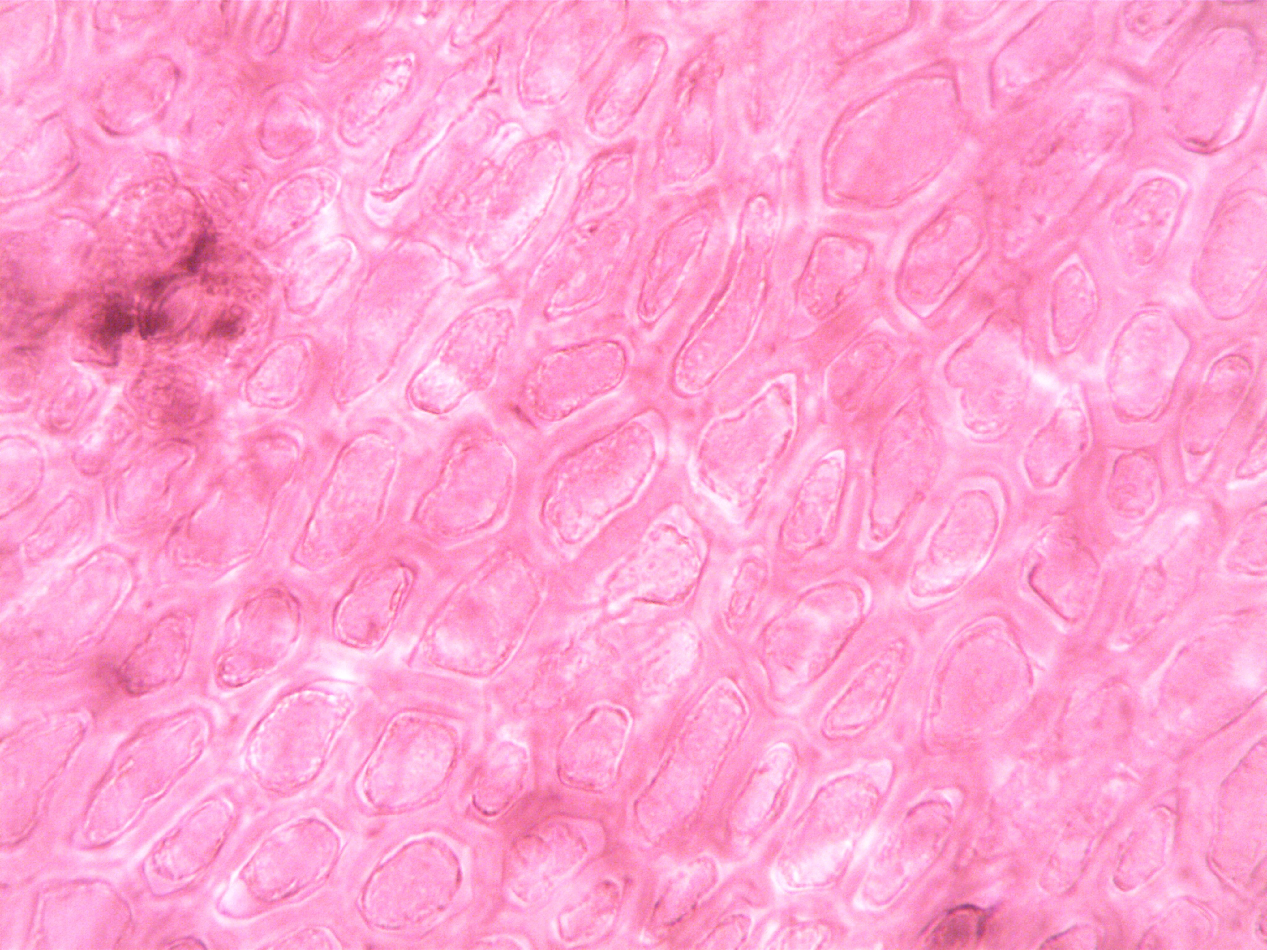 brain cells under microscope