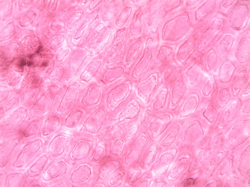 brain cells under microscope