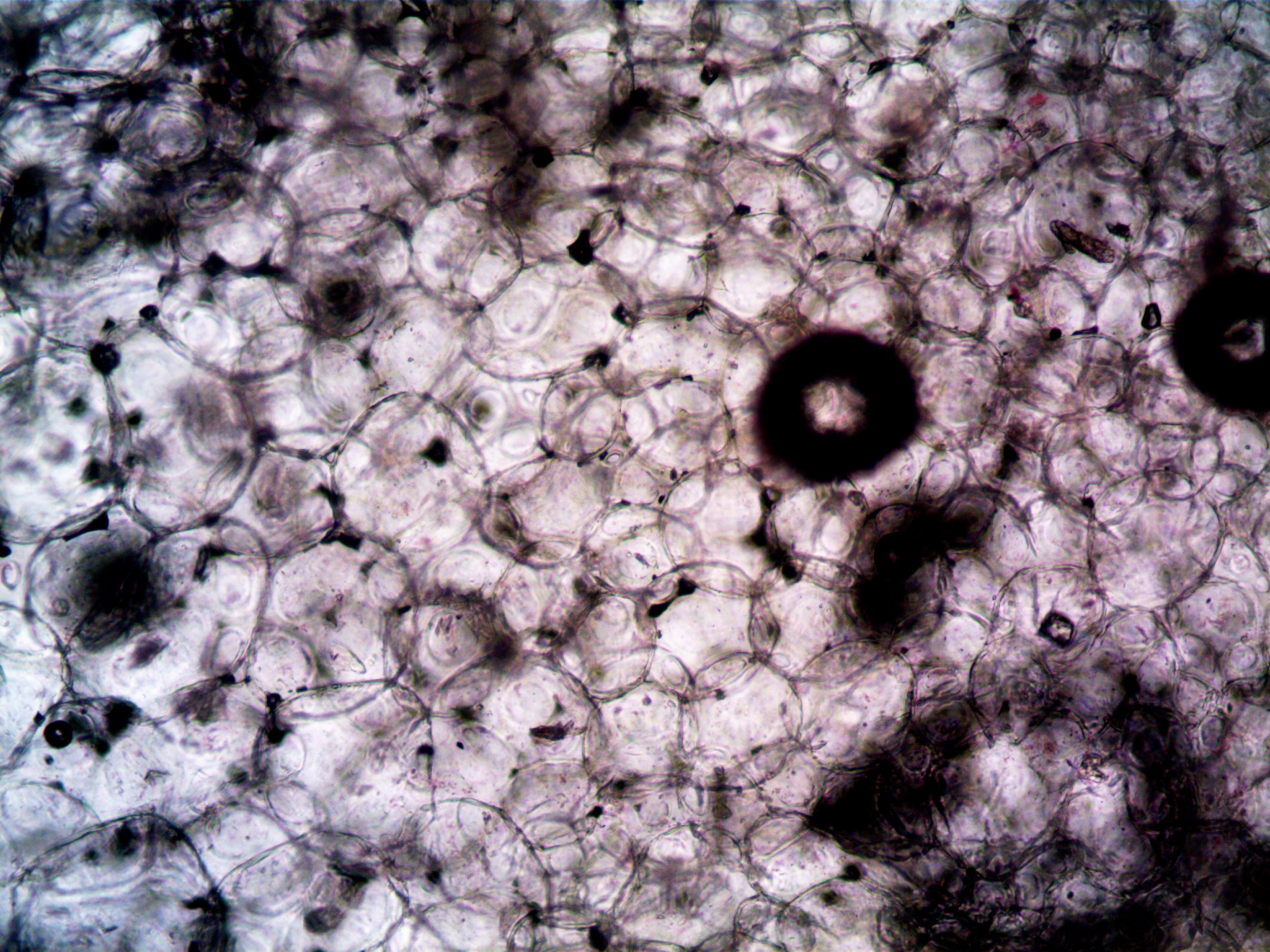 Astrocyte cells brain tissue